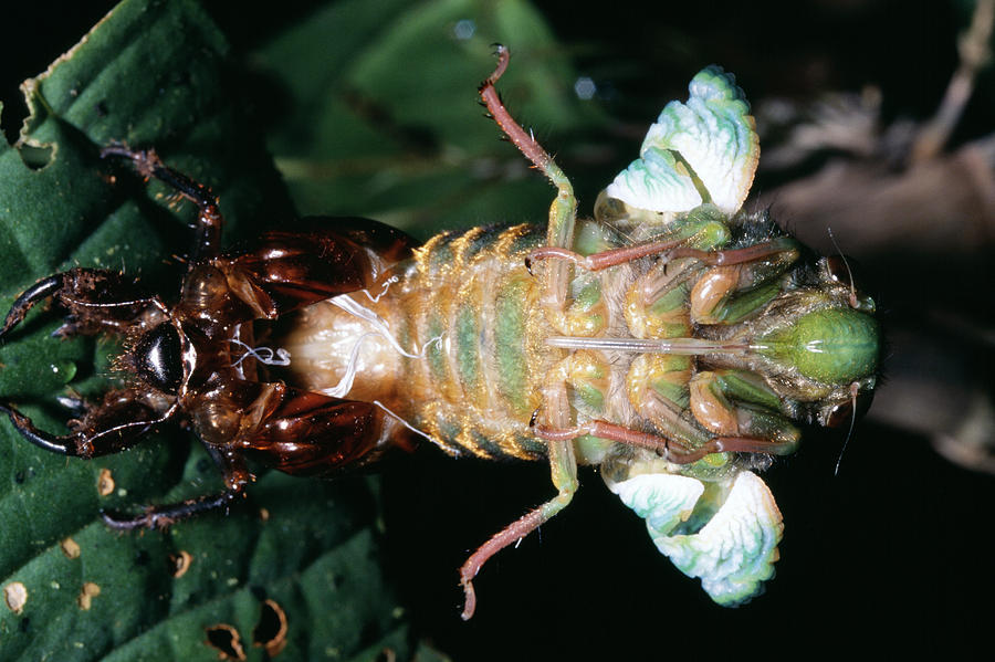 Wildlife Photograph - Emerging Cicada by Dr Morley Read/science Photo Library