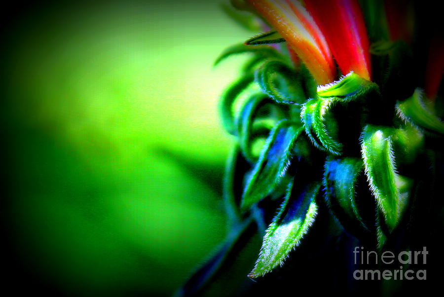 Flowers Still Life Photograph - Emerging coneflower by Renee Croushore