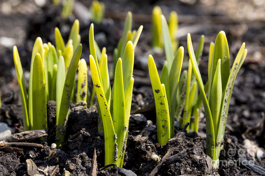 Emerging Daffodils Photograph by Brad Marzolf Photography