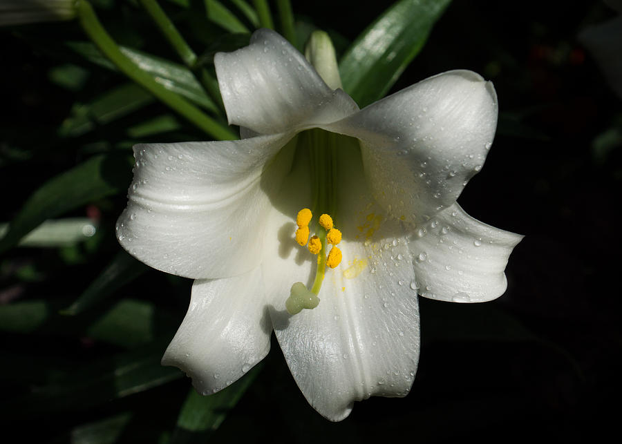 Emerging from the Darkness - Pure White Easter Lily Photograph by Georgia Mizuleva