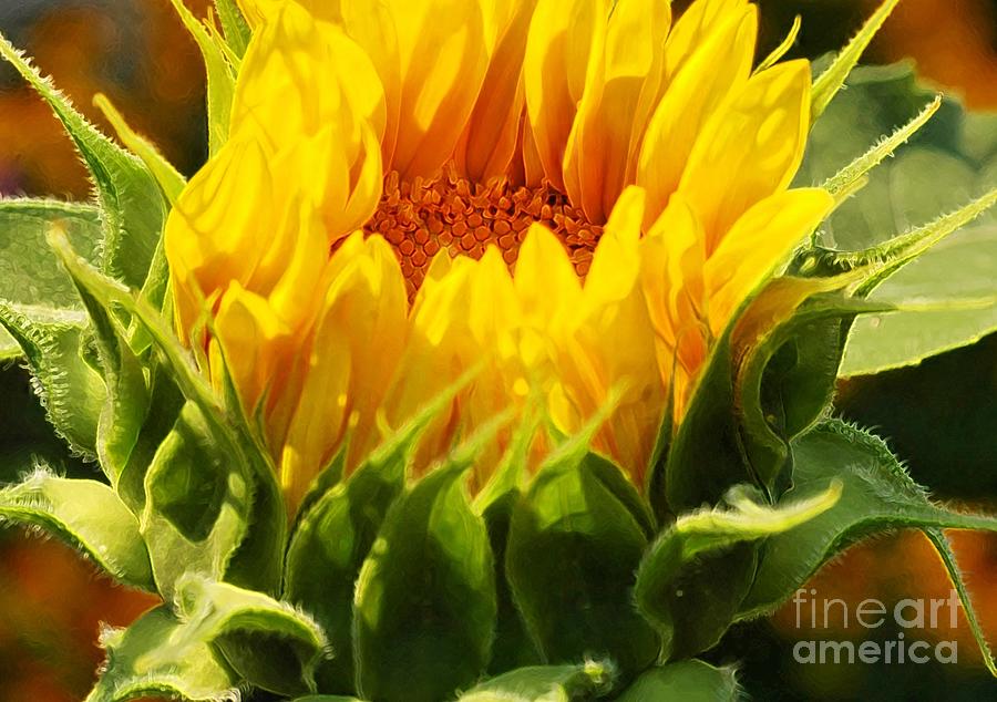 Sunflower Photograph - Emerging by Kathleen Struckle