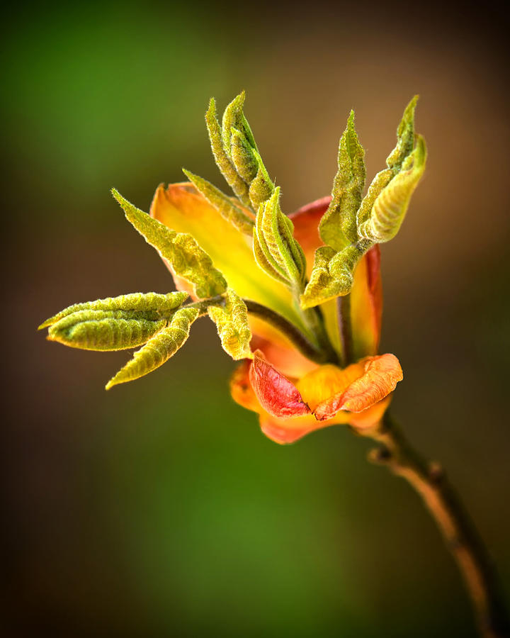 Spring Photograph - Emerging leaves by Carolyn Derstine