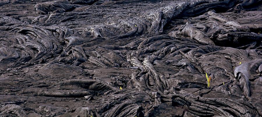 Emerging Life - Lava Field Near Pahoa Photograph by Lori Seaman
