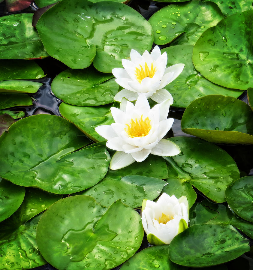 Emerging Lotus Flowers Photograph by Ray VG