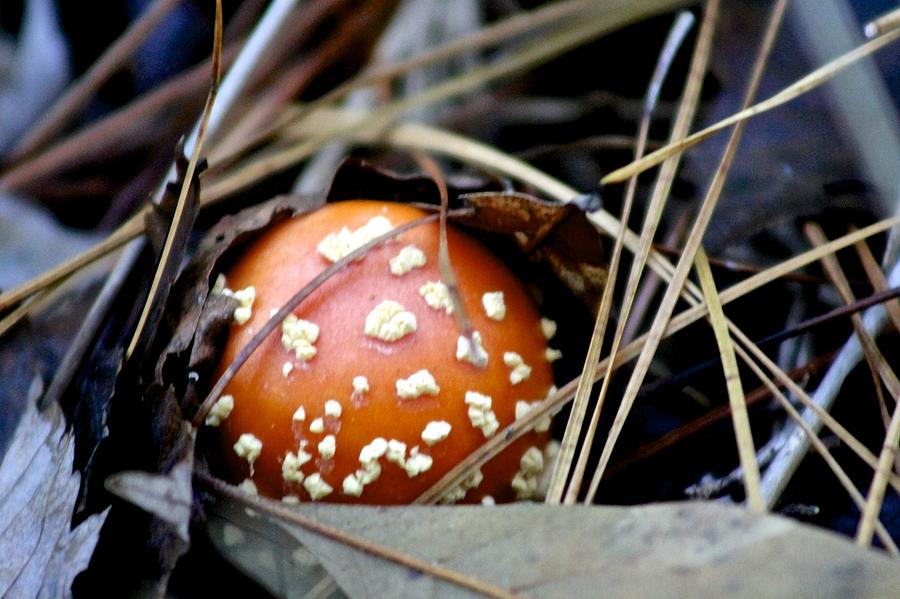 Emerging Mushroom Photograph by Jeanne Juhos