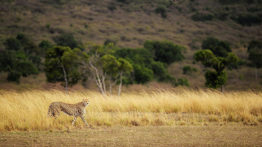 Cheetah Photograph - Emerging Runner by Mohammed Alnaser Cheetah Photograph - Emerging Runner by Mohammed Alnaser