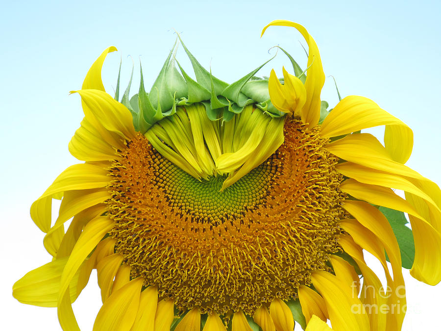 Emerging Sunflower Photograph by Ann Horn