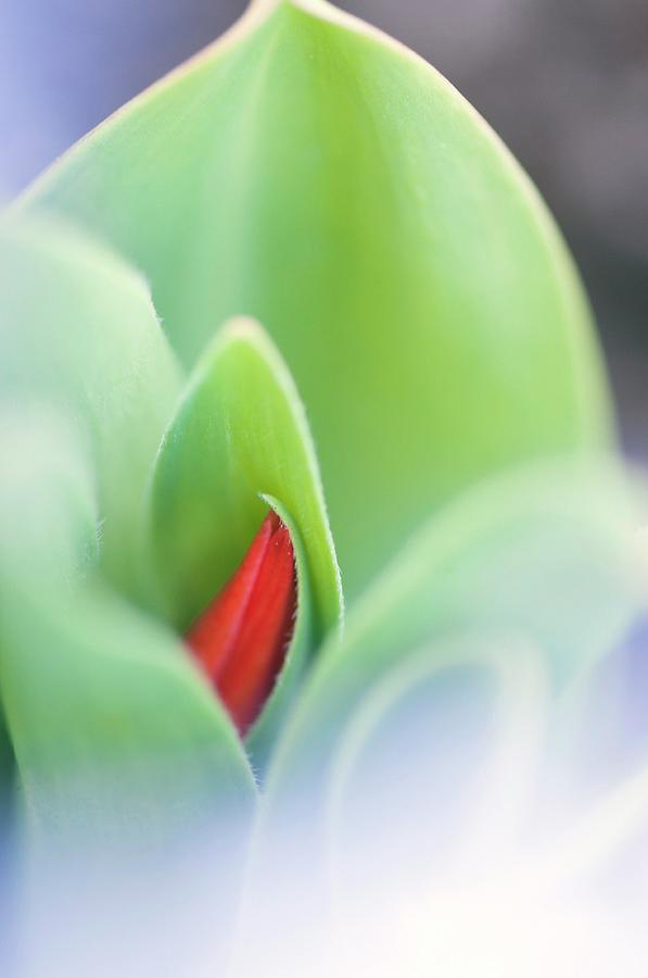 Emerging Tulip (tulipa Sp.) Flower And Leaves Photograph by Maria Mosolova/science Photo Library