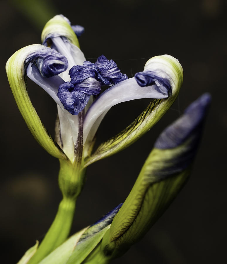 Emerging Wild Iris Photograph by Thomas Young