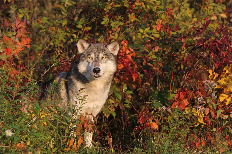 Emerging Wolf Photograph by Daniel Behm