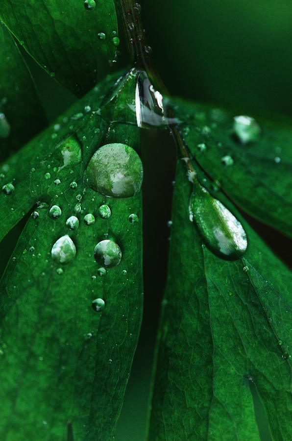 Emerald Rain Photograph by Sue Capuano