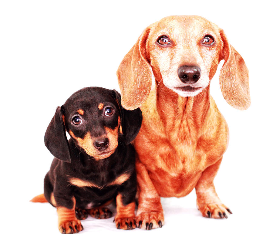 Dachshund Photograph - Emily and Rufus  by Johnny Ortez-Tibbels