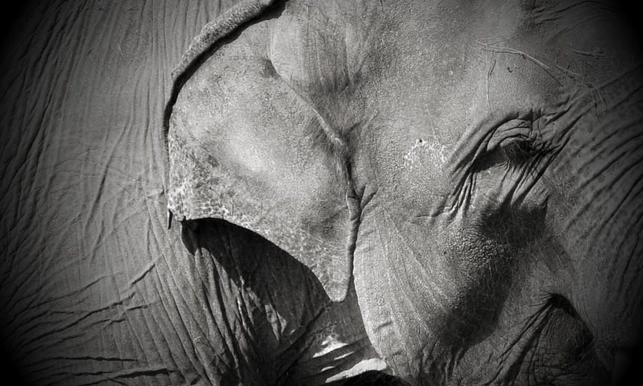 Emily The Elephant Photograph