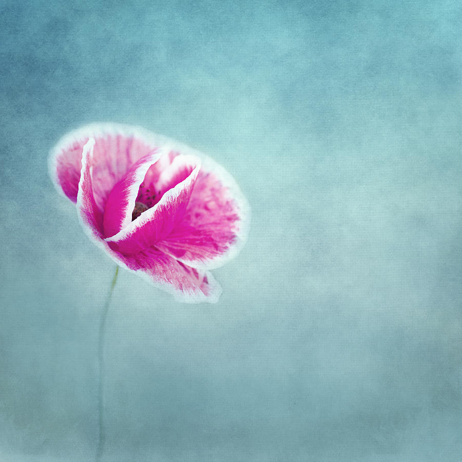 Poppy Photograph - Emma by Claudia Moeckel