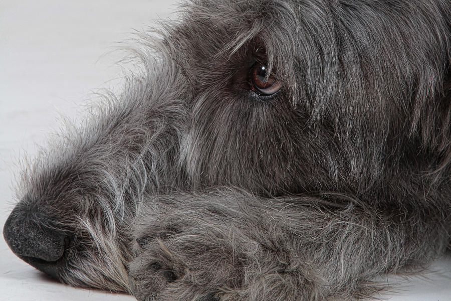 Nature Photograph - Irish Wolfhound I by Agustin Uzarraga