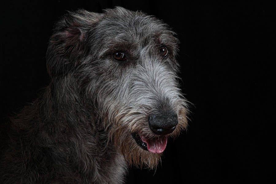 Nature Photograph - Irish Wolfhound II by Agustin Uzarraga