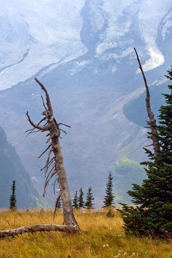 Emmons Glacier and Subalpine Fir Snag Photograph by Michael Russell
