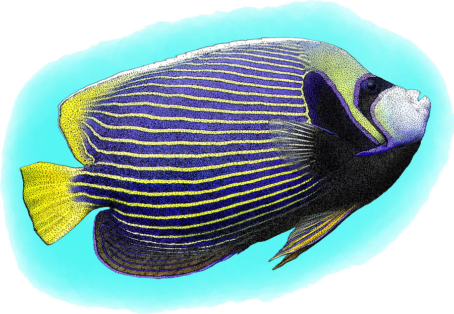 Emperor Angelfish, P. Imperator Photograph by Roger Hall