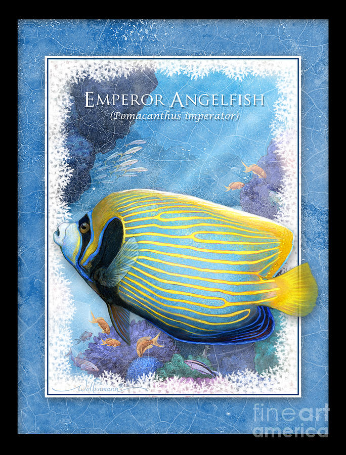 Emperor Angelfish Digital Art by Randy Wollenmann