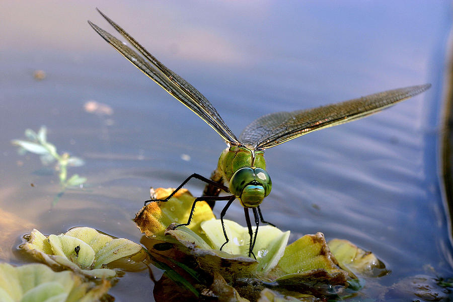 Emperor Dragonfly Photograph by M. Watson
