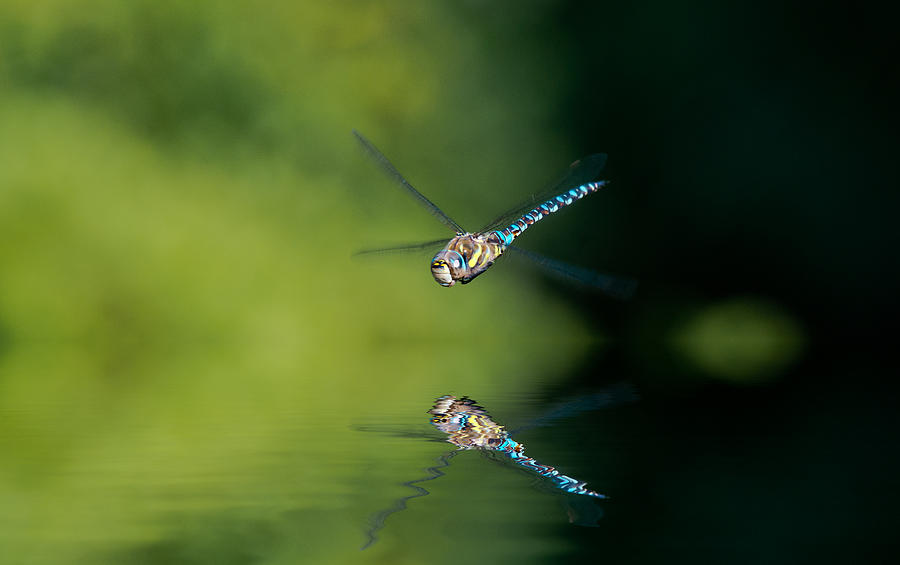 Emperor dragonfly Photograph by Scott Carruthers