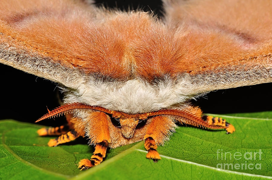 Emperor Gum Moth Photograph by Kaye Menner