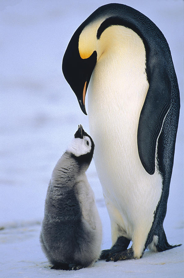 Emperor Penguin Adult With Chick Photograph by Konrad Wothe