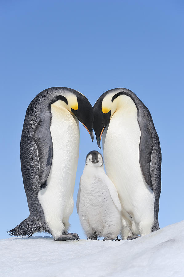 Emperor Penguin adults and chick. Photograph by Martin Ruegner