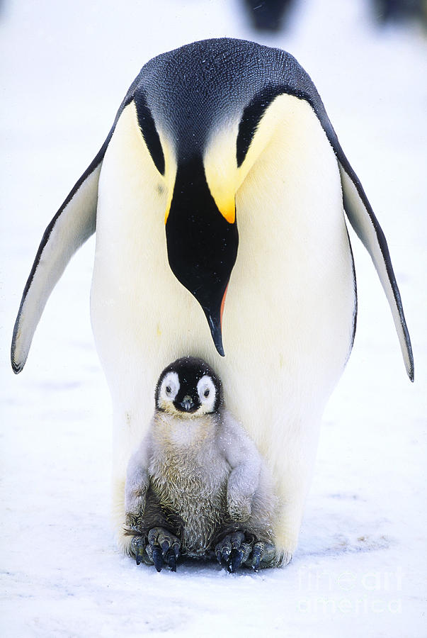 Emperor Penguin And Chick Photograph by Art Wolfe