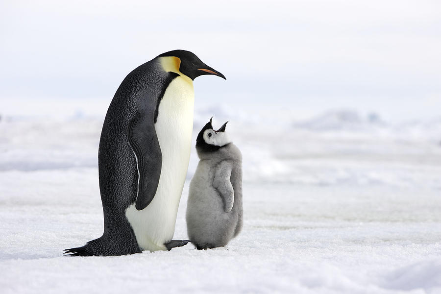 Emperor Penguin And Chick Photograph by M. Watson - Fine Art America