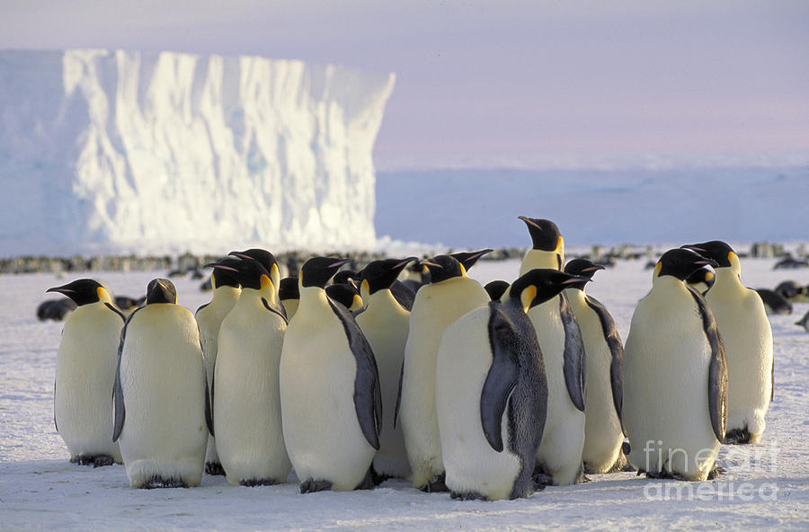 Emperor Penguin. Antarctica Photograph by Art Wolfe
