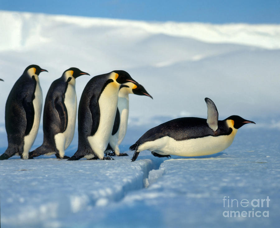 Emperor Penguin Aptenodytes Forsteri Photograph by Hans Reinhard