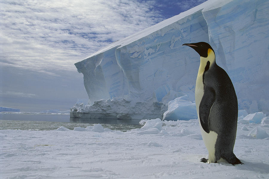 Emperor Penguin At Midnight Antarctica Photograph by Tui De Roy