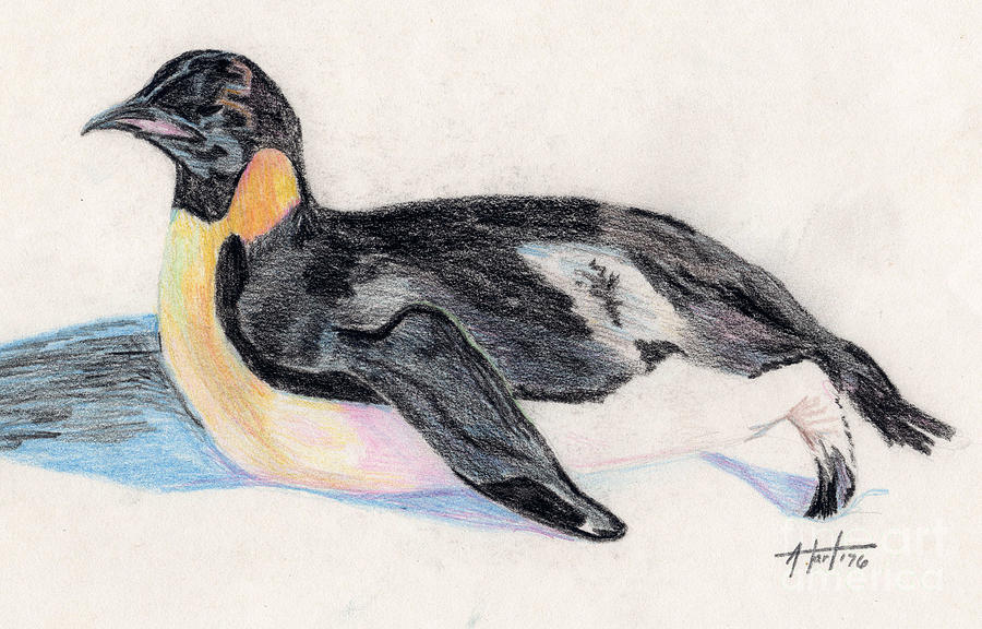 Emperor Penguin Drawing