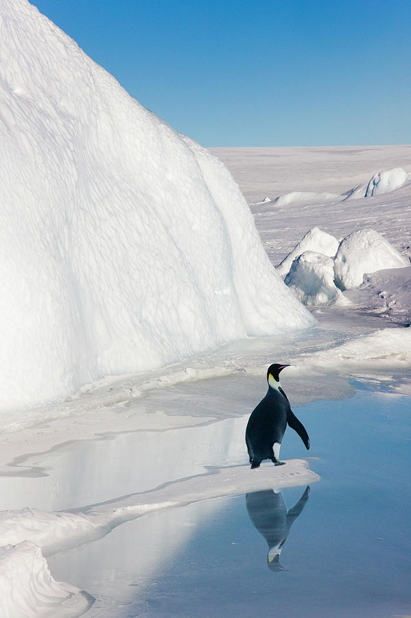 Emperor Penguin Beside Iceberg by Keren Su