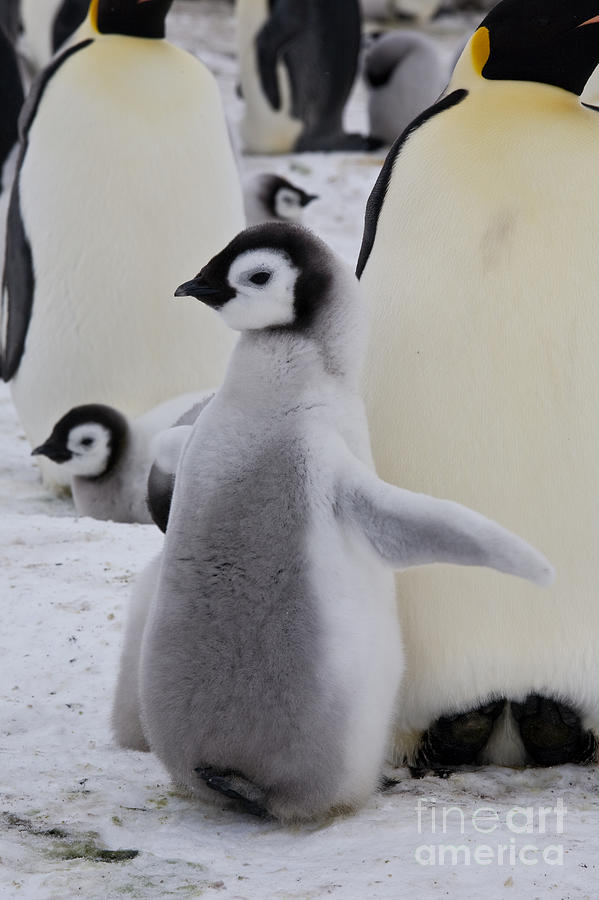 Emperor Penguin Chick Photograph by Greg Dimijian