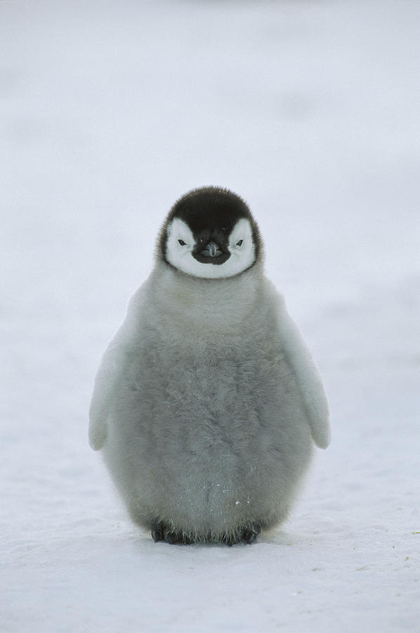 Emperor Penguin Chick Portrait Photograph by Konrad Wothe
