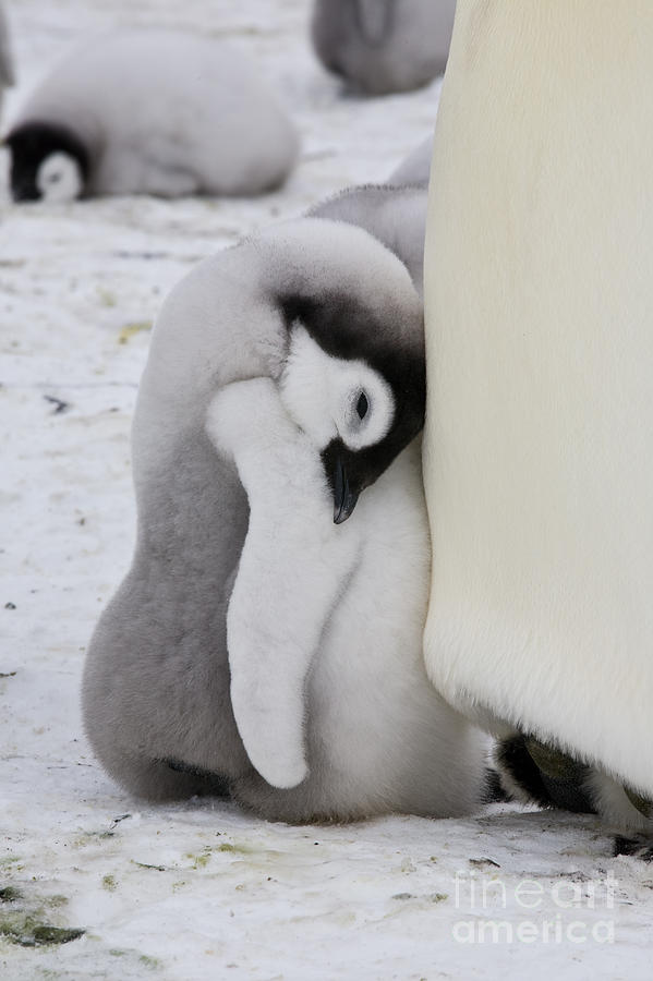 Emperor Penguin Chick Sleeping Photograph by Greg Dimijian