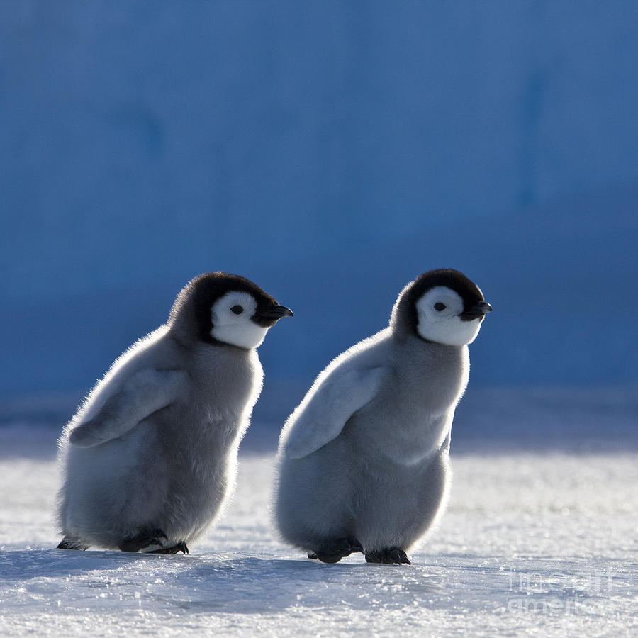 Emperor Penguin Chicks Photograph by Jean-Louis Klein and Marie-Luce Hubert