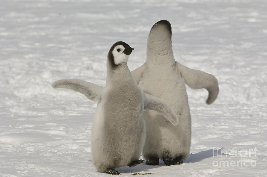 Penguin Photograph - Emperor Penguin Chicks by John Shaw