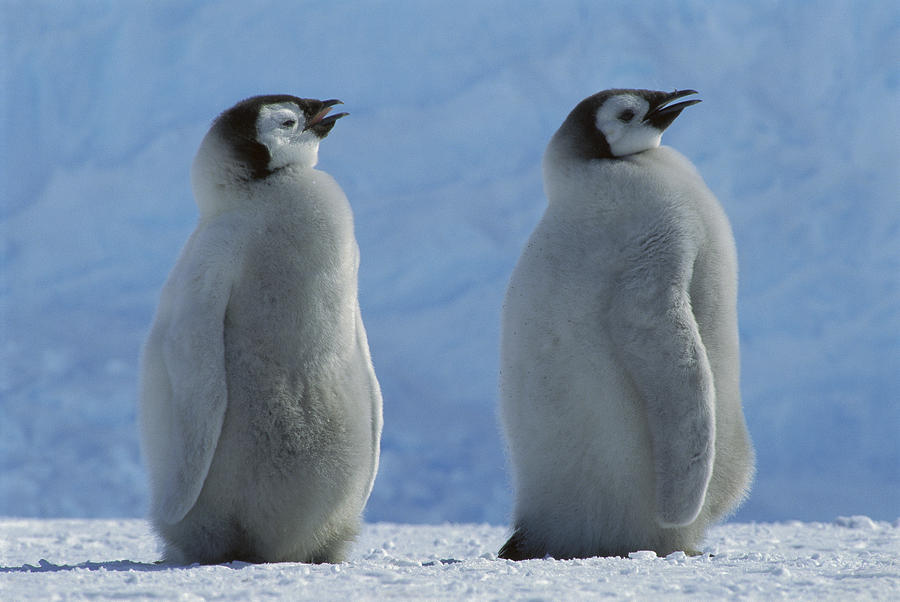 Emperor Penguin Chicks Panting Photograph by Tui De Roy