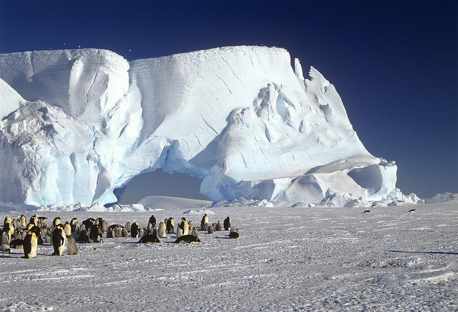 Emperor Penguin Colony And Iceberg Photograph by Konrad Wothe