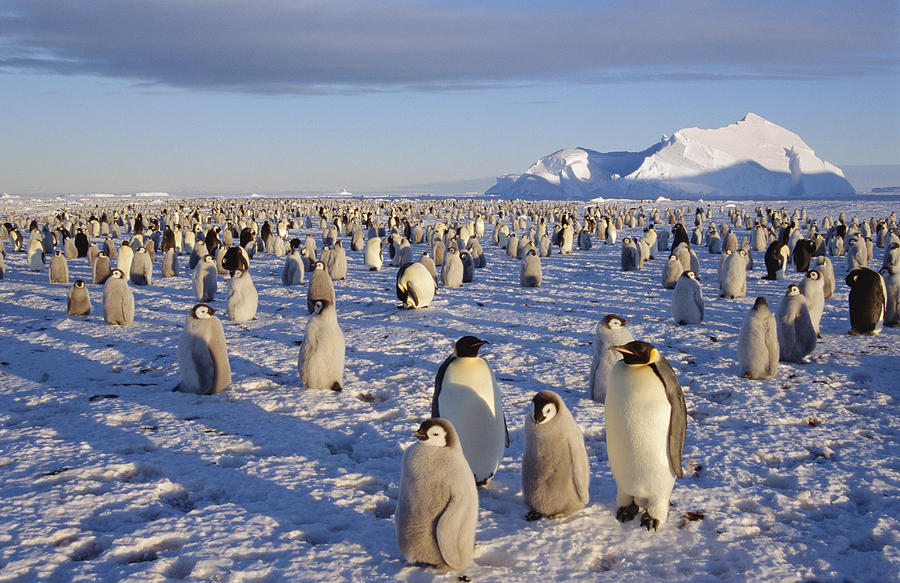 Emperor Penguin Colony Atka Bay Photograph by Tui De Roy