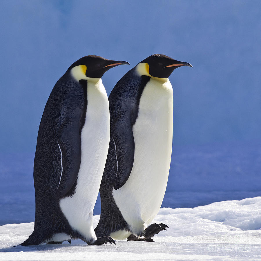 Emperor Penguin Couple Photograph by Jean-Louis Klein and Marie-Luce Hubert