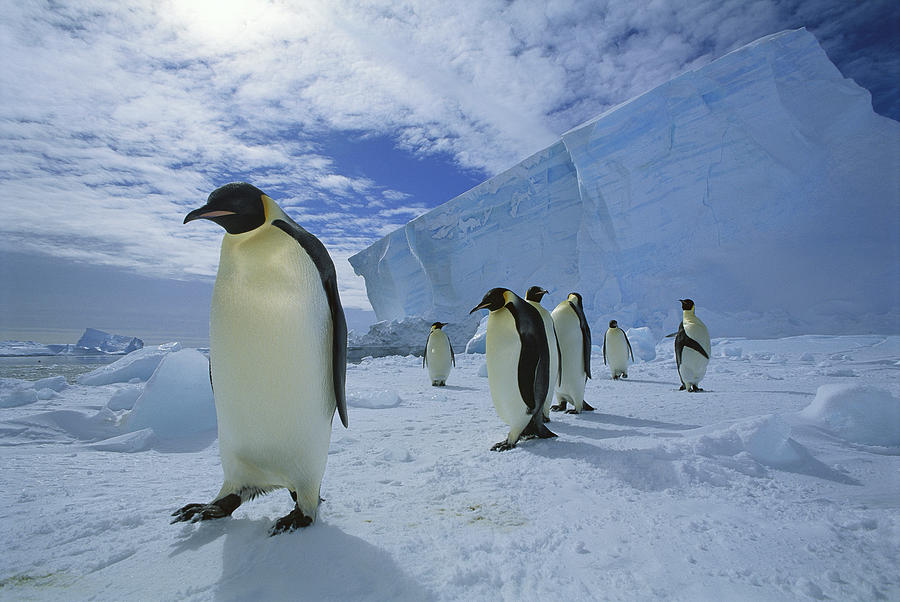 Emperor Penguin Crossing Sea Ice Photograph by Tui De Roy