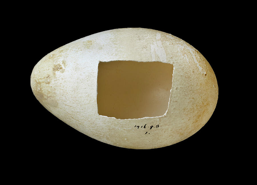 Emperor Penguin Egg Photograph by Natural History Museum, London | Fine