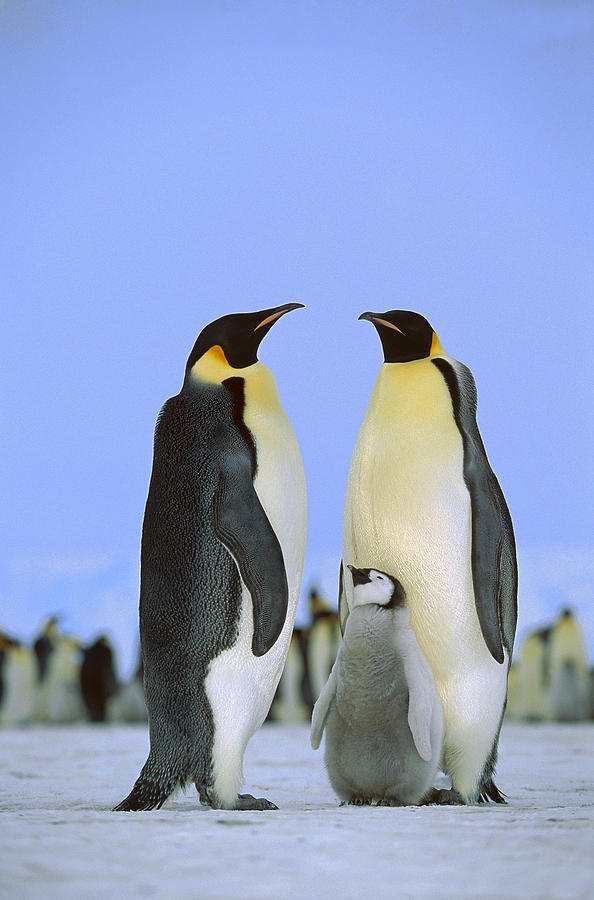 Emperor Penguin Family Antarctica Photograph by Konrad Wothe