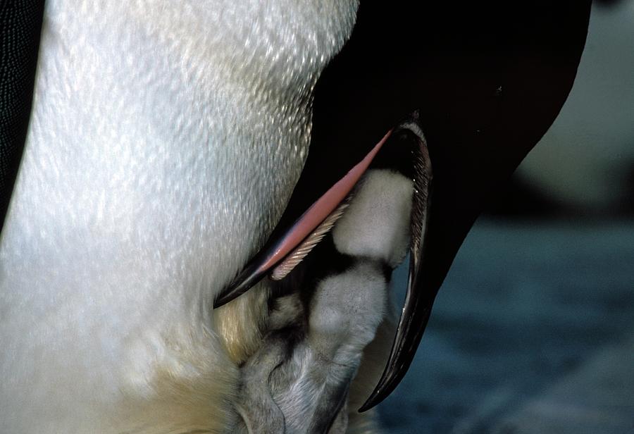 Nature Photograph - Emperor Penguin Feeding Chick by Doug Allan/science Photo Library