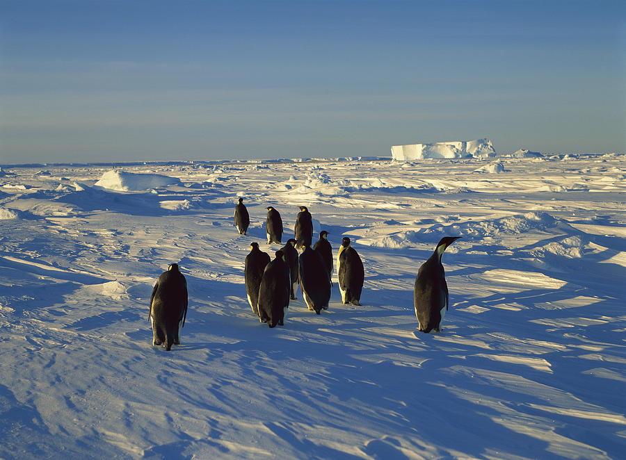 Emperor Penguin Group Walking On Ice Photograph by Konrad Wothe