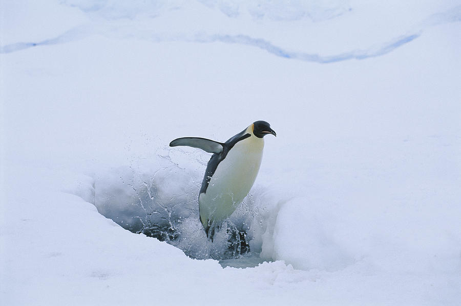 Emperor Penguin Leaping Through Ice Photograph by Pete Oxford
